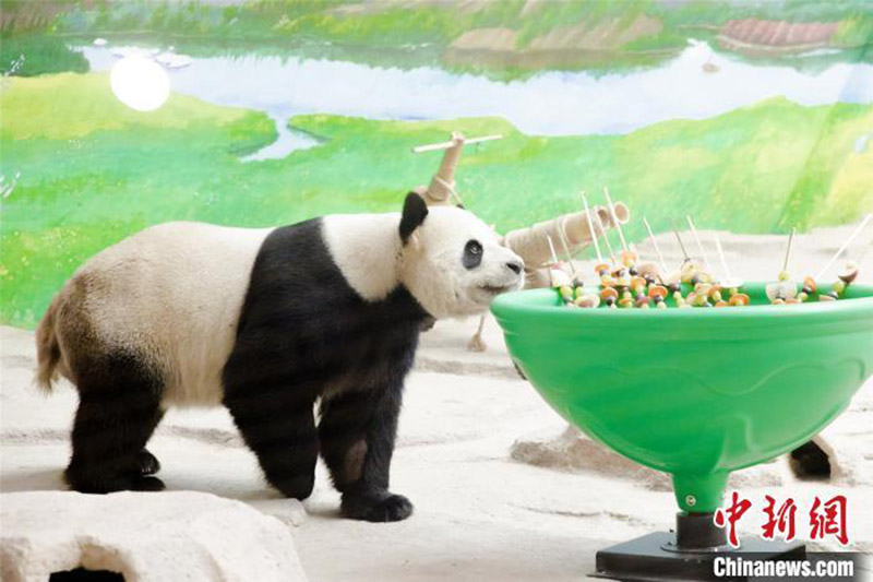 Un panda fête son 12e anniversaire dans la province du Heilongjiang