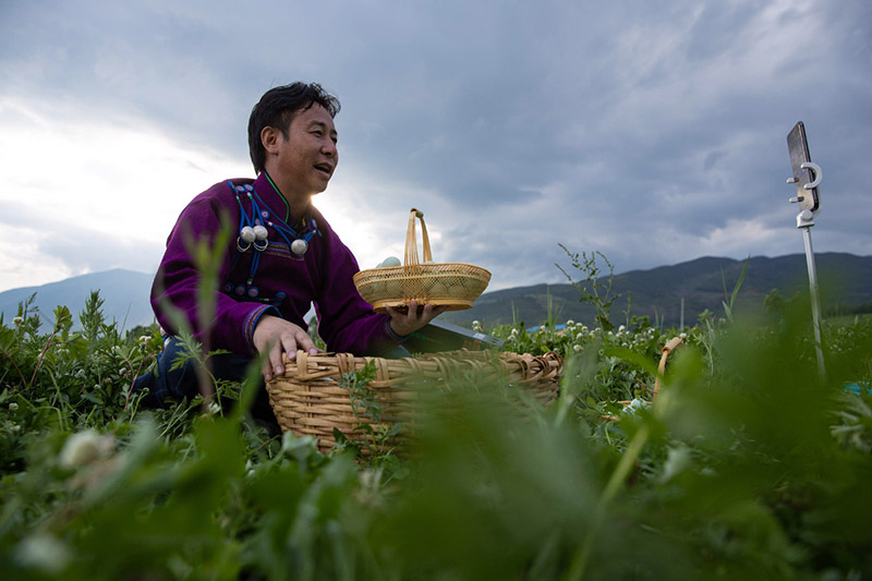 Un jeune homme Yi transforme des œufs verts en « œufs d'or »