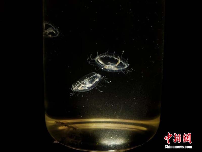 Des méduses d'eau douce rares repérées à Hainan