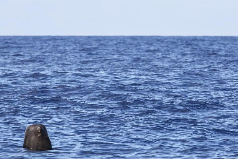 Des chercheurs chinois repèrent 11 espèces de baleines dans une expédition en haute mer