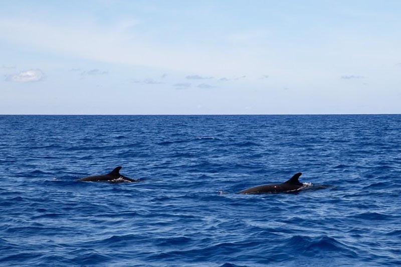 Des chercheurs chinois repèrent 11 espèces de baleines dans une expédition en haute mer