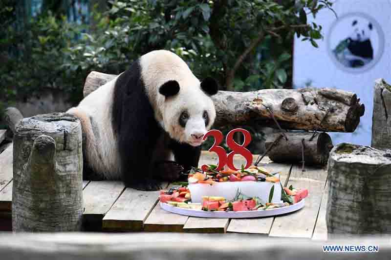 Le plus vieux panda géant captif du monde célèbre ses 38 ans
