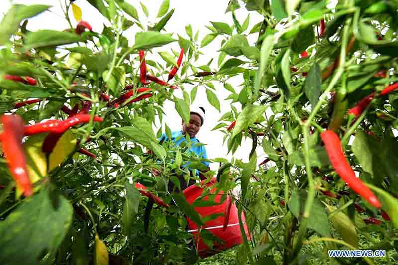 Récolte de piments dans le sud-ouest de la Chine
