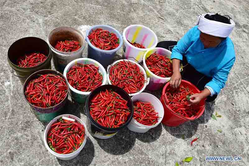 Récolte de piments dans le sud-ouest de la Chine