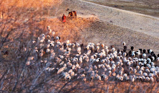 Des moutons mongols vont arriver en Chine