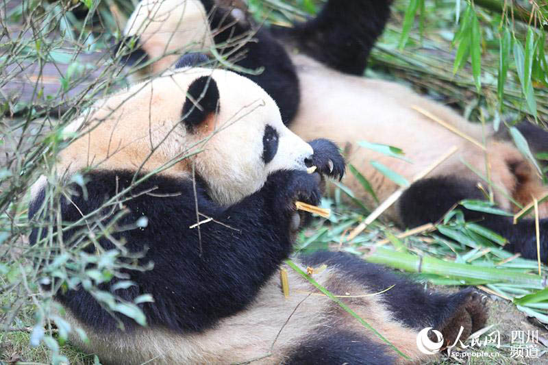 Le géant panda Zhima désigné mascotte « Rongbao » de l'Universiade de Chengdu