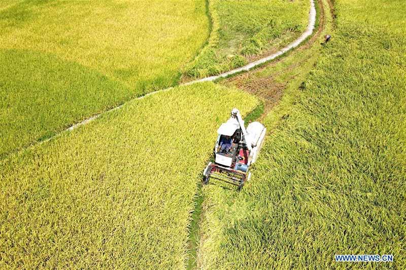 La récolte du riz à Shuangfeng, dans la province du Hunan