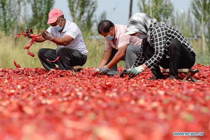 Les agriculteurs récoltent des piments au Xinjiang