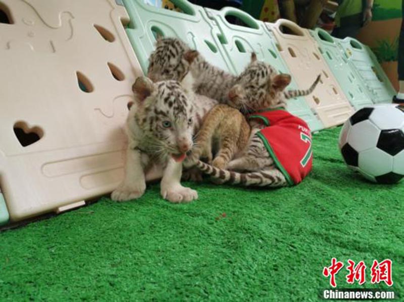 Un zoo de Changzhou organise un match de football entre tigres blancs