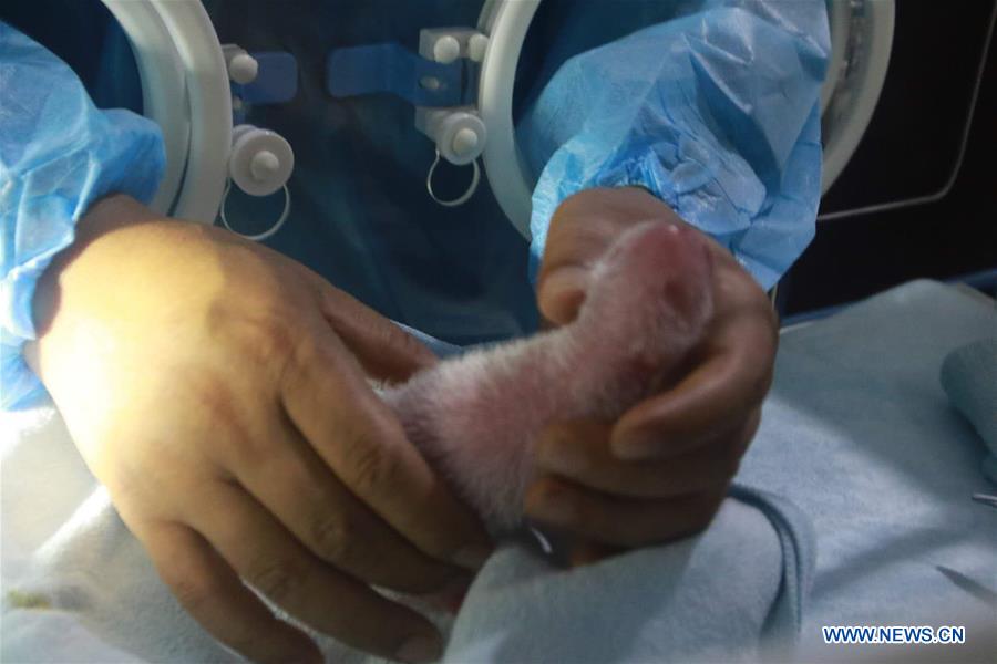 Chine : naissance d'un bébé panda dans un centre du nord-ouest