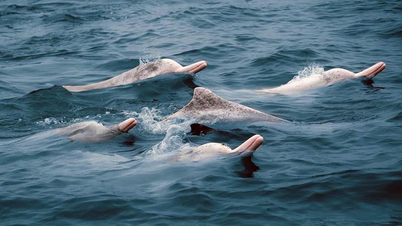 Les dauphins blancs du sud de la Chine, une espèce en danger