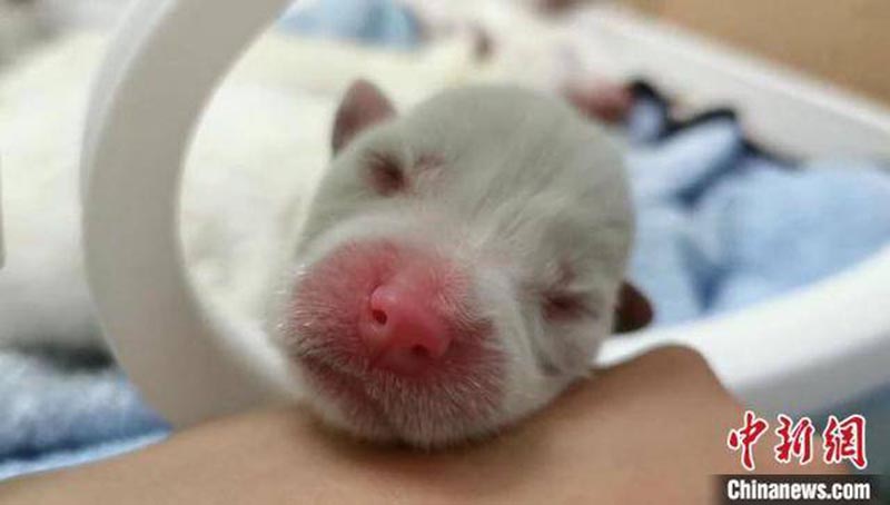 Neuf bébés loups arctiques nouveau-nés à Huzhou, dans le Zhejiang