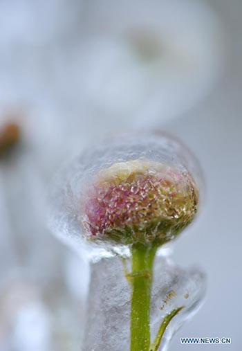 En photos: des plantes couvertes de glace dans le Hubei