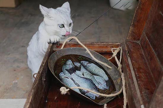 Les poissons qu'il a peints sont trop vrais pour que son chat fasse la différence