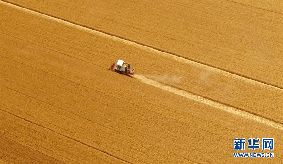 La Chine doit accroître sa production de céréales pour assurer sa sécurité alimentaire