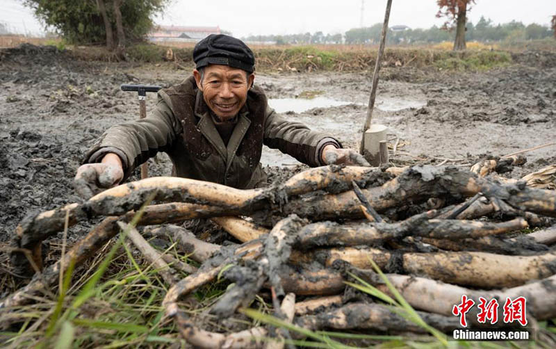La pleine saison de la récolte des racines de lotus au début de l'hiver à Xinyu, dans le Jiangxi