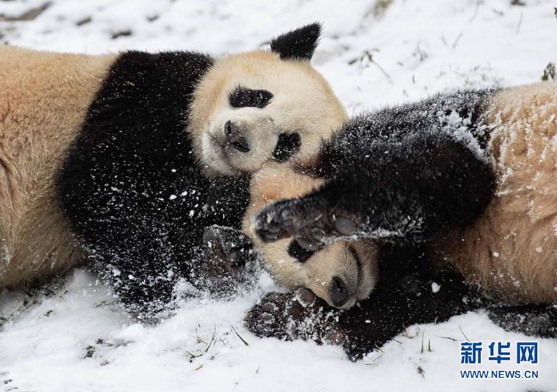Les pandas jouent avec de la neige