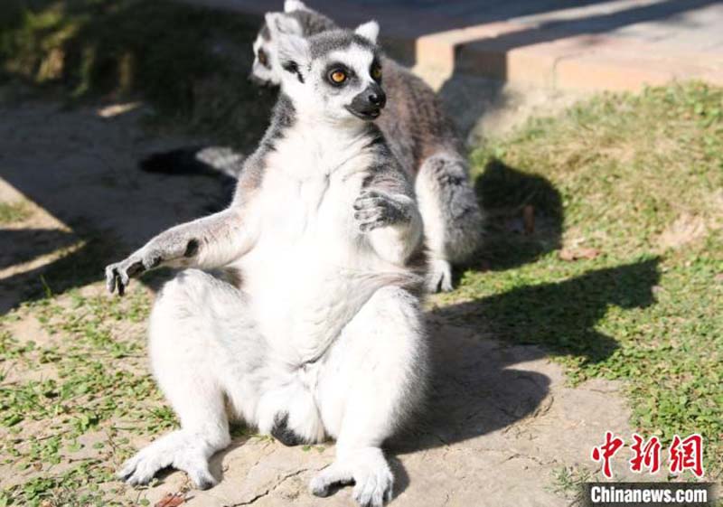 Des animaux adorables prennent des bains de soleil dans un zoo de l'est de la Chine