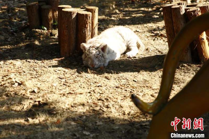 Des animaux adorables prennent des bains de soleil dans un zoo de l'est de la Chine