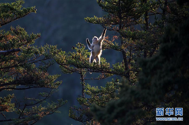 Le Yunnan reboise plus de 6 000 mu pour le corridor de l'habitat des singes doré à nez camus du Yunnan