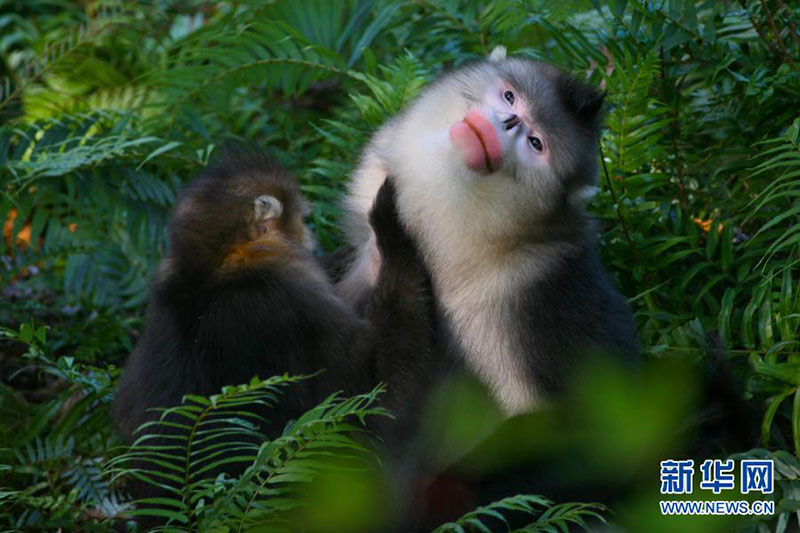 Le Yunnan reboise plus de 6 000 mu pour le corridor de l'habitat des singes doré à nez camus du Yunnan