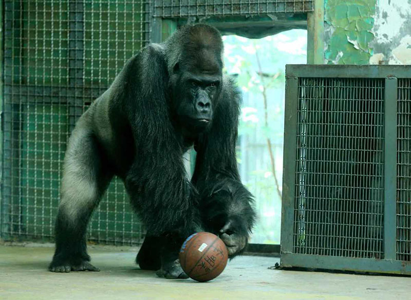 Mort à 44 ans du plus vieux gorille de Chine au zoo de Jinan
