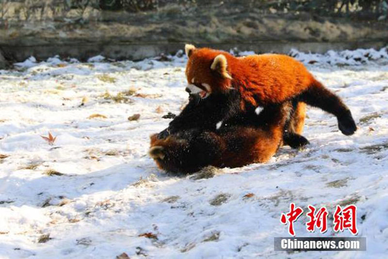 Des pandas rouges adorables s'ébattent dans le zoo de Yancheng