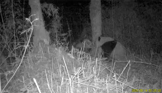 Une rare vue de pandas sauvages s'embrassant capturée par une caméra dans le nord-ouest de la Chine