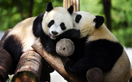 La province du Shaanxi va construire un parc scientifique consacré au panda géant