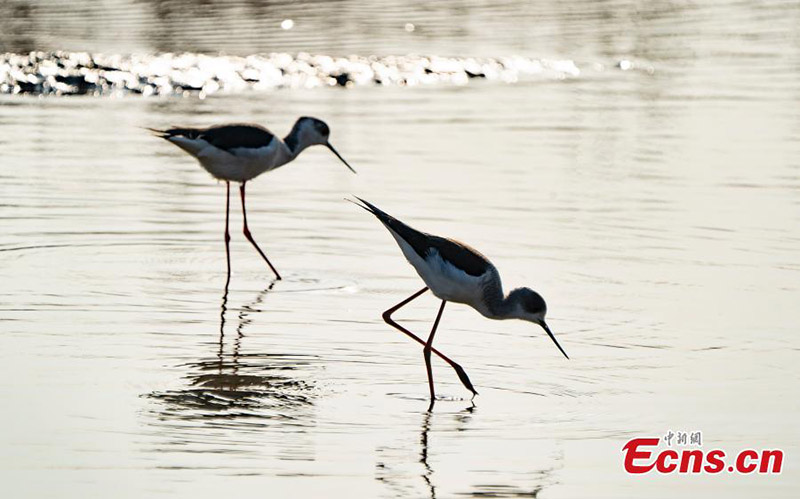 Les oiseaux migrateurs hivernent dans la province du Jiangxi