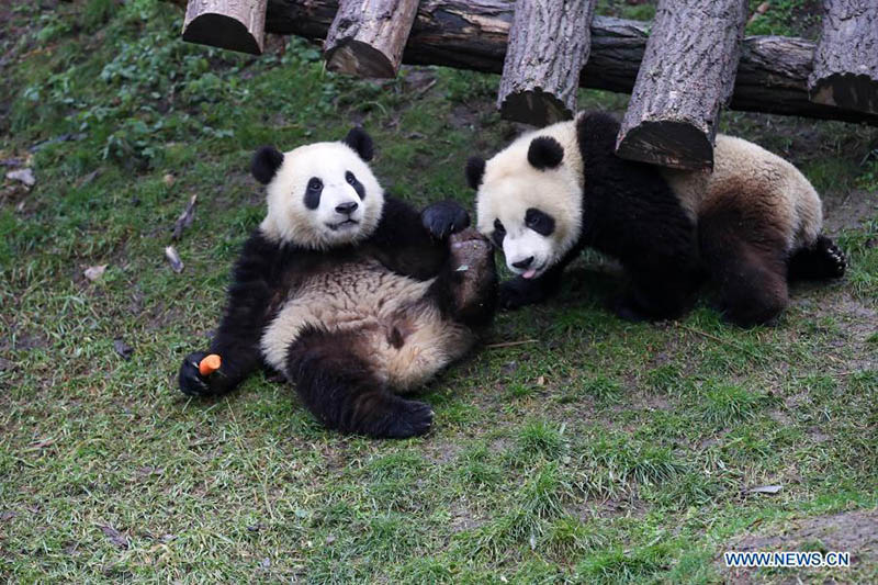 Le parc animalier de Pairi Daiza de Brugelette, en Belgique, compte cinq pandas géants