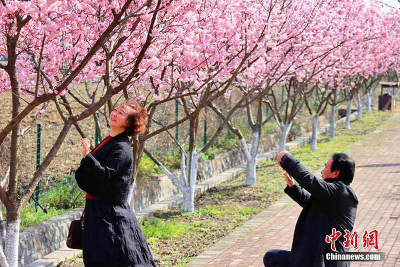 Le public admire des cerisiers en fleurs à Zhijiang, dans la province du Hubei