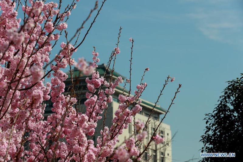 Un paysage de cerisiers en fleurs à l'Université de Wuhan