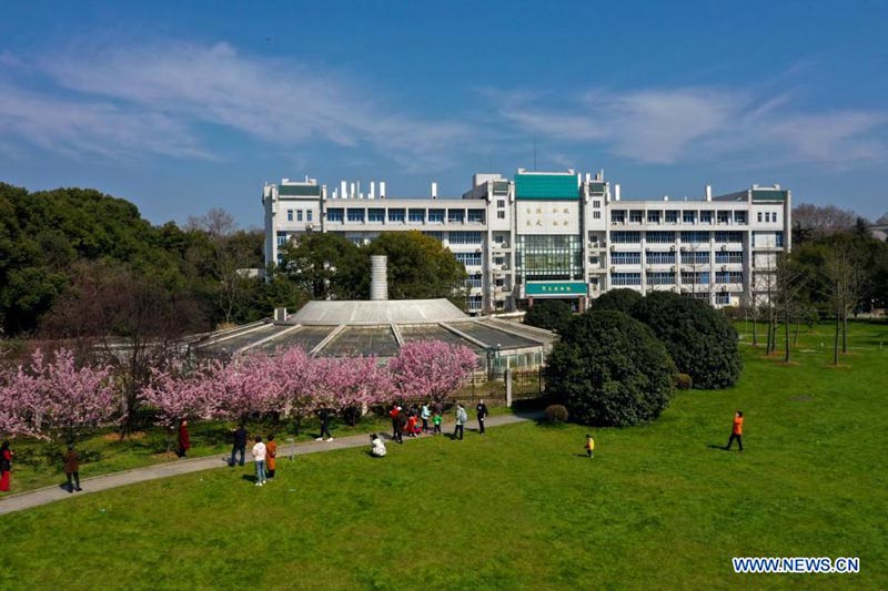 Un paysage de cerisiers en fleurs à l'Université de Wuhan