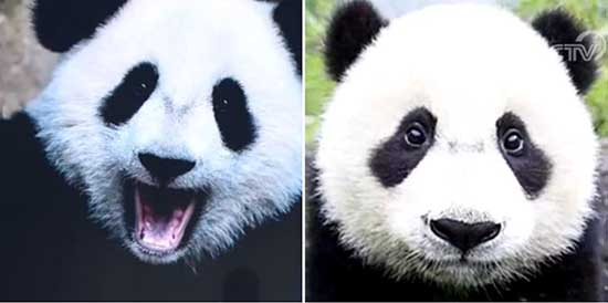 Des recherches révèlent des différences entre deux types de panda géant