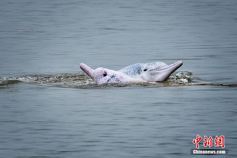 Des « pandas géants marins » jouent dans les eaux du Fujian