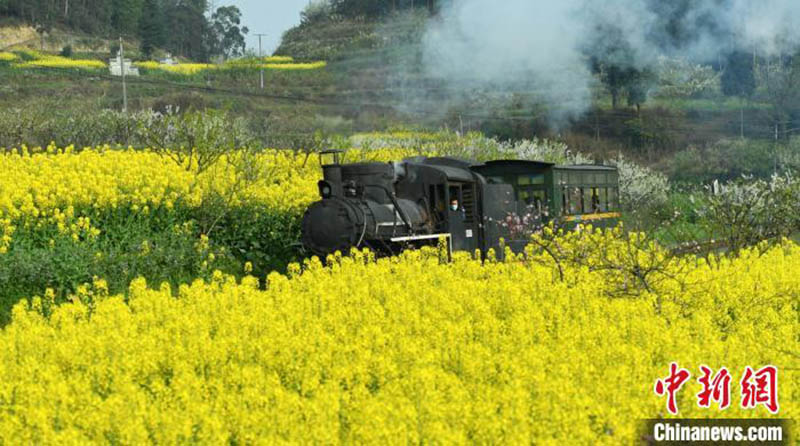 Un petit train à destination du printemps dans le Sichuan