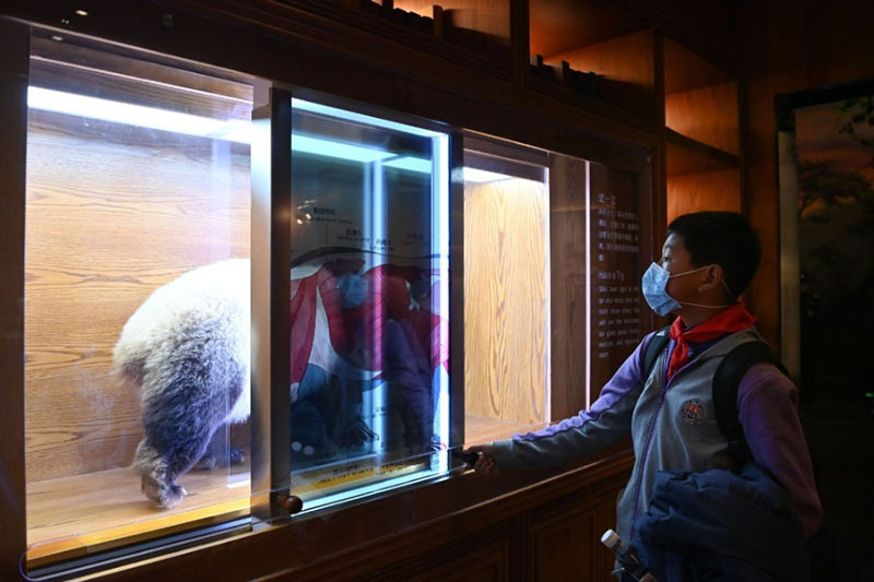 Ouverture d'un musée interactif sur le panda à Chengdu
