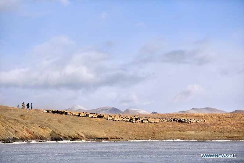 La migration annuelle des moutons du village de Dowa, au Tibet