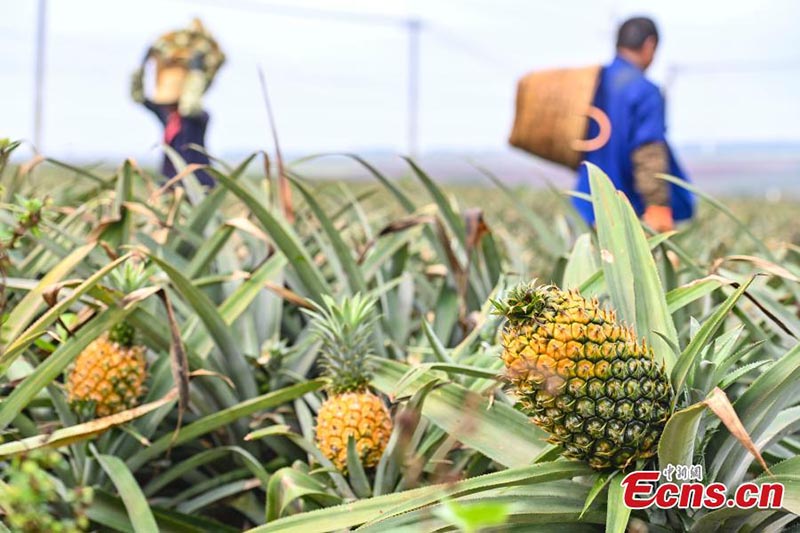 Les ananas commencent à se récolter au Guangdong