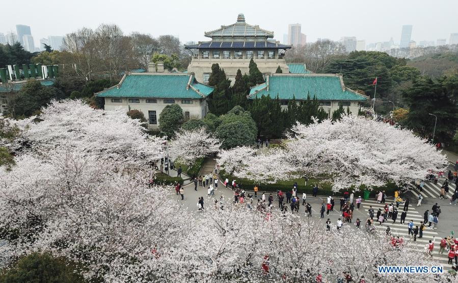 Wuhan invite les travailleurs médicaux du pays à profiter de la saison des cerisiers en fleurs