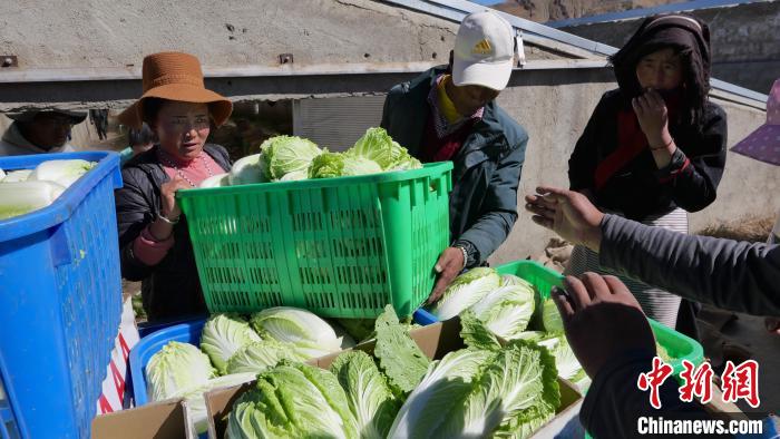 Etudiant tibétain qui retourne au Tibet : un sentiment de réussite en cultivant des légumes