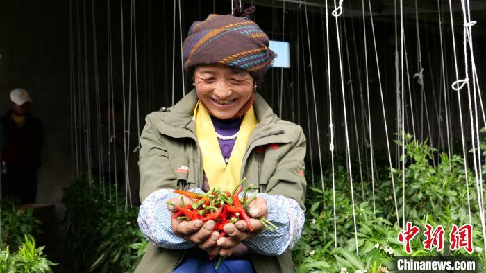 Etudiant tibétain qui retourne au Tibet : un sentiment de réussite en cultivant des légumes