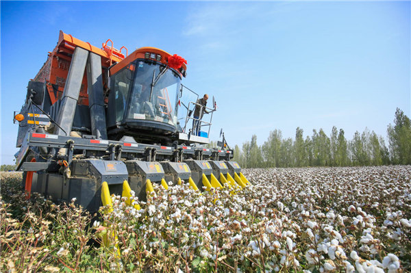 La récolte mécanique du coton existe depuis longtemps au Xinjiang