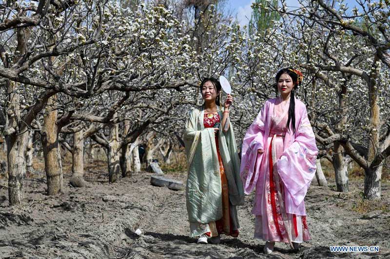 Xinjiang : floraison de poiriers à Korla