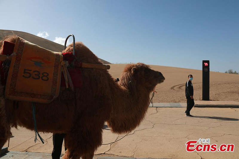 Un feu de circulation pour les chameaux mis en service dans le Gansu