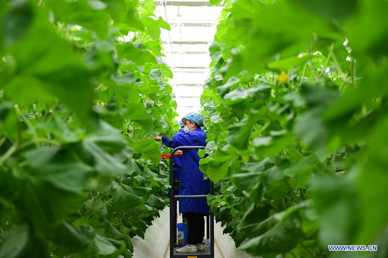 Des personnes travaillent dans un parc industriel de légumes moderne à Kachgar, dans le Xinjiang