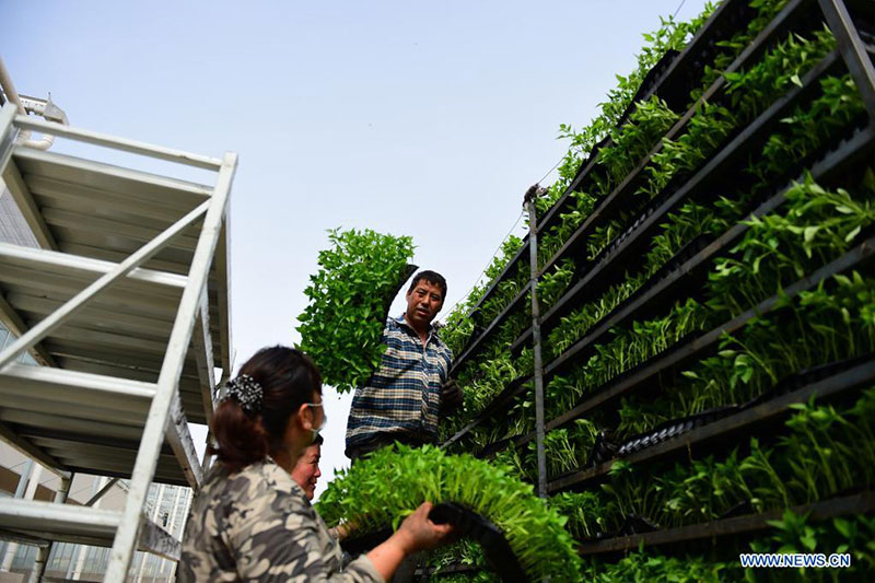 Des personnes travaillent dans un parc industriel de légumes moderne à Kachgar, dans le Xinjiang