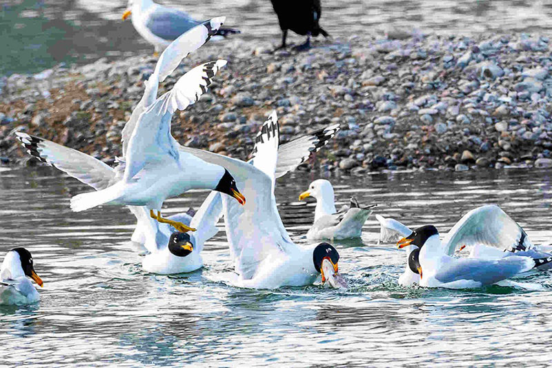 Des oiseaux migrateurs se nourrissent dans une zone humide du Xinjiang