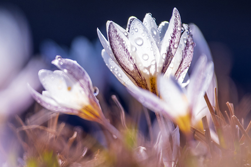 Les lys sauvages fleurissent dans la neige et la glace au Xinjiang